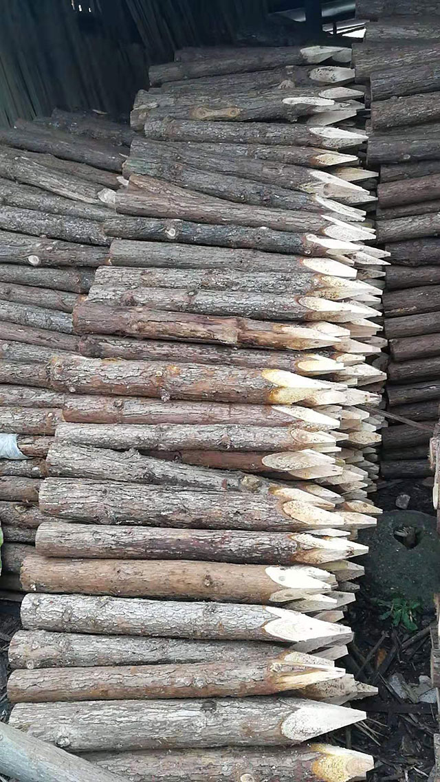 ����ɼľ��